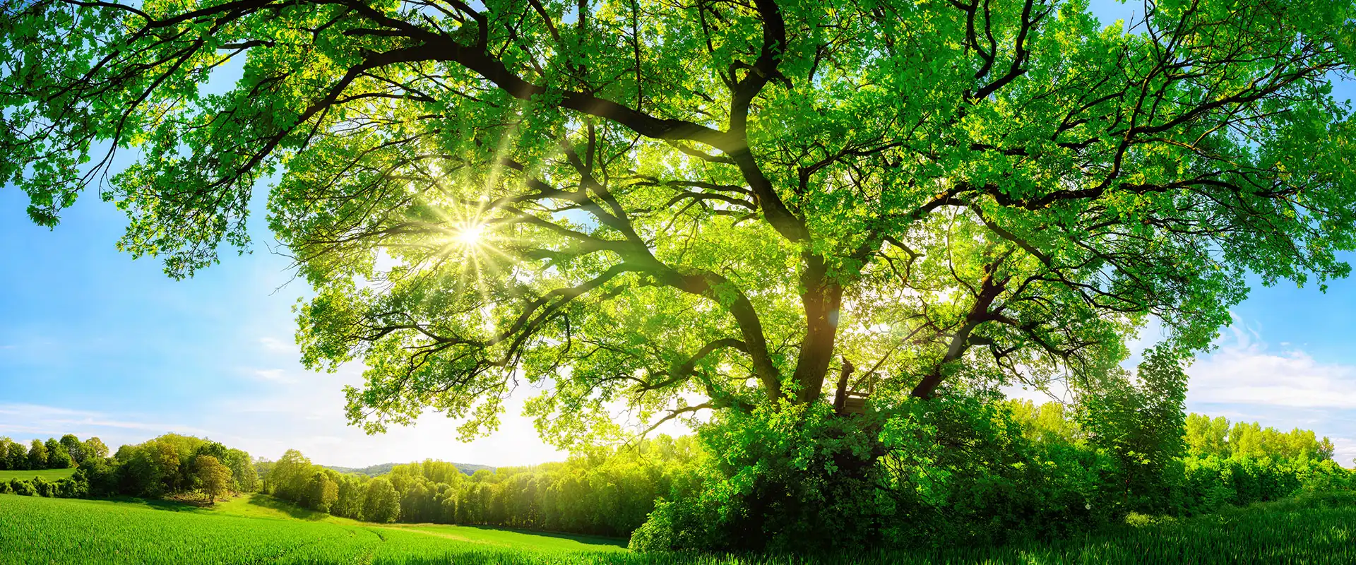 Prächtiger grüner Laubbaum im Sonnenlicht auf einer Wiese